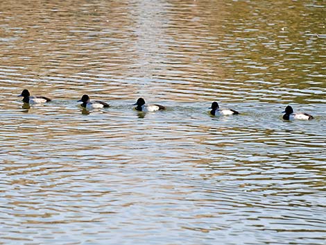 Lesser Scaup (Aythya affinis)