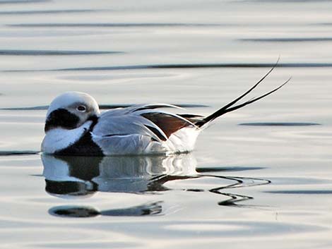 Long-tailed Duck (Clangula hyemalis)