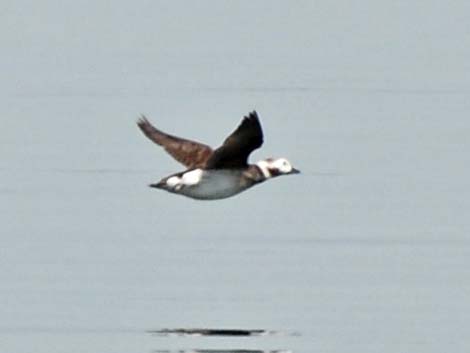 Long-tailed Duck (Clangula hyemalis)