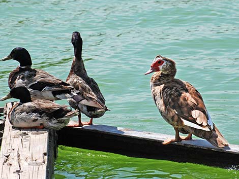 Muscovy Duck (Cairina moschata)