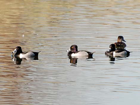 Ring-necked Duck (Aythya collaris)