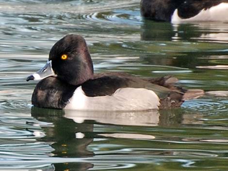 Ring-necked Duck (Aythya collaris)