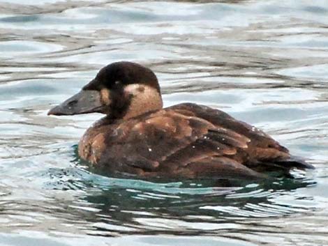 Surf Scoter (Melanitta perspicillata)