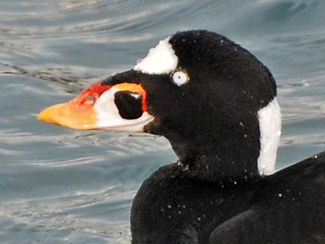 Surf Scoter (Melanitta perspicillata)