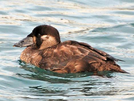 Surf Scoter (Melanitta perspicillata)