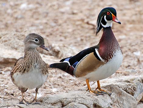 Wood Duck (Aix sponsa)