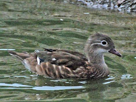 Wood Duck (Aix sponsa)