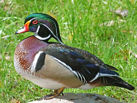 Wood Duck (Aix sponsa)