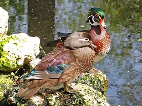 Wood Duck (Aix sponsa)