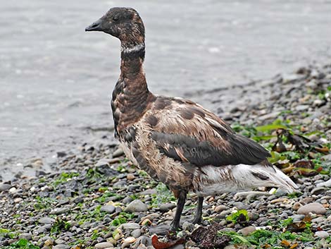 Brant (Branta bernicla)