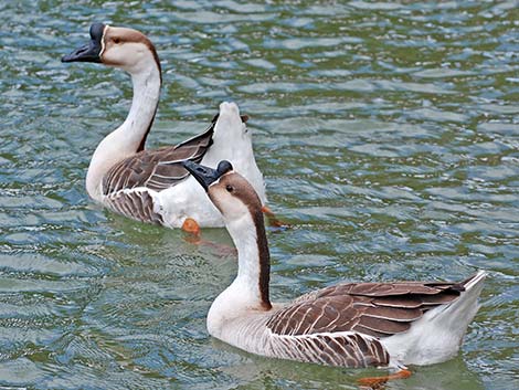 Chinese Goose (Anser cygnoides)