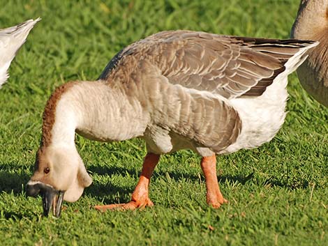 Chinese Goose (Anser cygnoides)