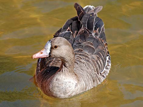 Greater White-fronted Goose (Anser albifrons)