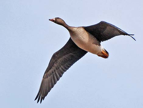 Greater White-fronted Goose (Anser albifrons)