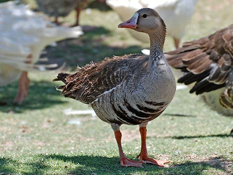 Greater White-fronted Goose (Anser albifrons)