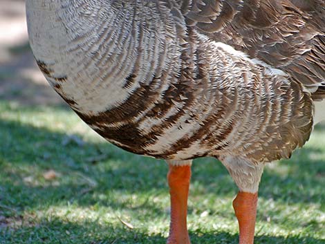 Greater White-fronted Goose (Anser albifrons)