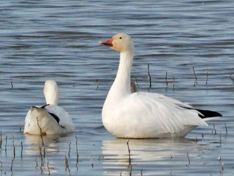 Ross' Goose (Chen rossii)