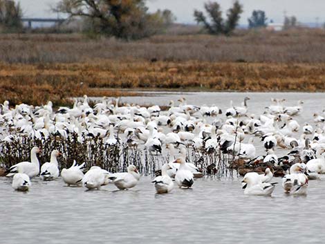 Snow Goose (Chen caerulescens)