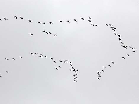 Snow Goose (Chen caerulescens)