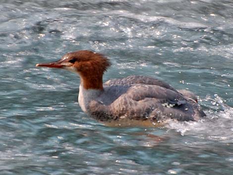 Common Merganser (Mergus merganser)