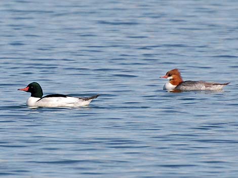 Common Merganser (Mergus merganser)