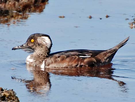 Hooded Merganser (Lophodytes cucullatus)