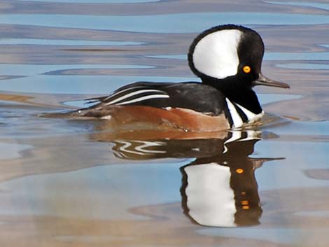 Hooded Merganser (Lophodytes cucullatus)