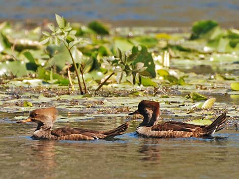 Hooded Merganser (Lophodytes cucullatus)