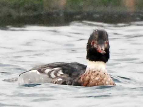 Red-breasted Merganser (Mergus serrator)