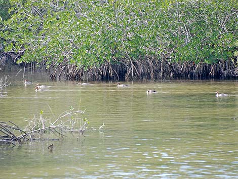 Red-breasted Merganser (Mergus serrator)