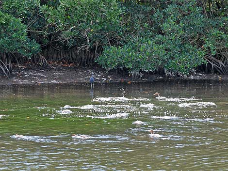 Red-breasted Merganser (Mergus serrator)