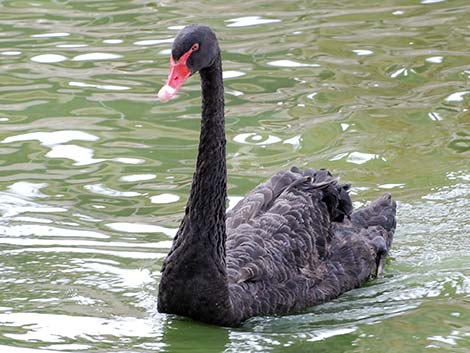 Black Swan (Cygnus atratus)