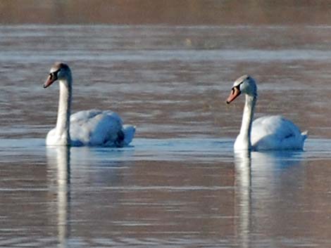 Mute Swan (Cygnus olor)