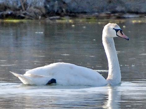 Mute Swan (Cygnus olor)