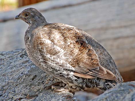 Dusky Grouse (Dendragapus obscurus)