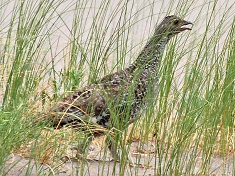 Dusky Grouse (Dendragapus obscurus)