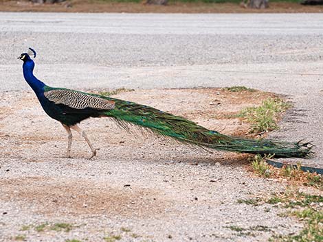 Indian Peafowl (Pavo cristatus)