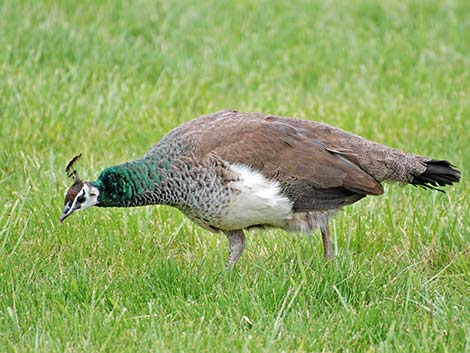 Indian Peafowl (Pavo cristatus)