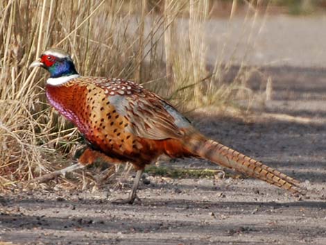 Ring-necked Pheasant (Phasianus colchicus)