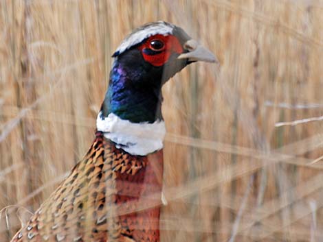 Ring-necked Pheasant (Phasianus colchicus)