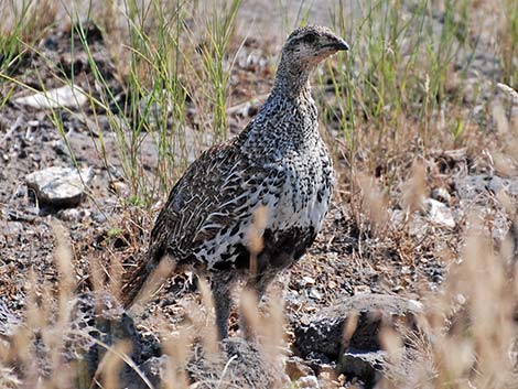 Greater Sage-Grouse (Centrocercus urophasianus)