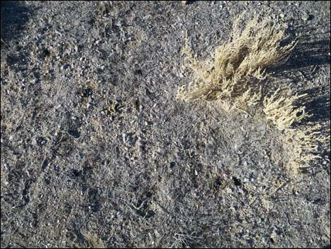 Greater Sage-Grouse (Centrocercus urophasianus)