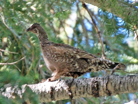 Sooty Grouse (Dendragapus fuliginosus)