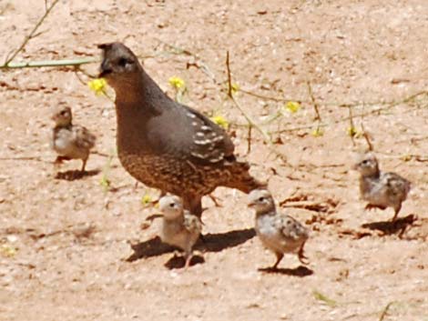 California Quail (Callipepla californica)