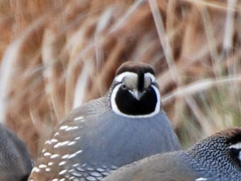 California Quail (Callipepla californica)