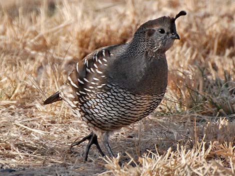 California Quail (Callipepla californica)