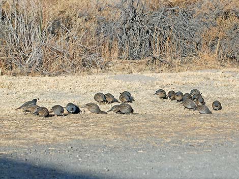 California Quail (Callipepla californica)