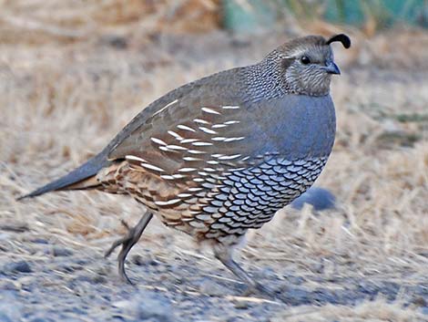 California Quail (Callipepla californica)