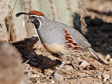 Gambel's Quail (Callipepla gambelii)