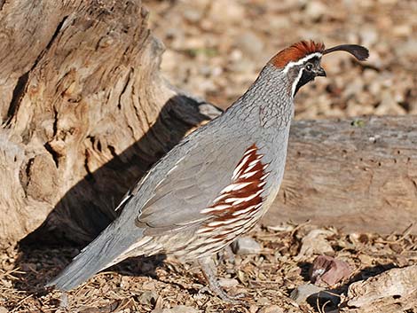 Gambel's Quail (Callipepla gambelii)